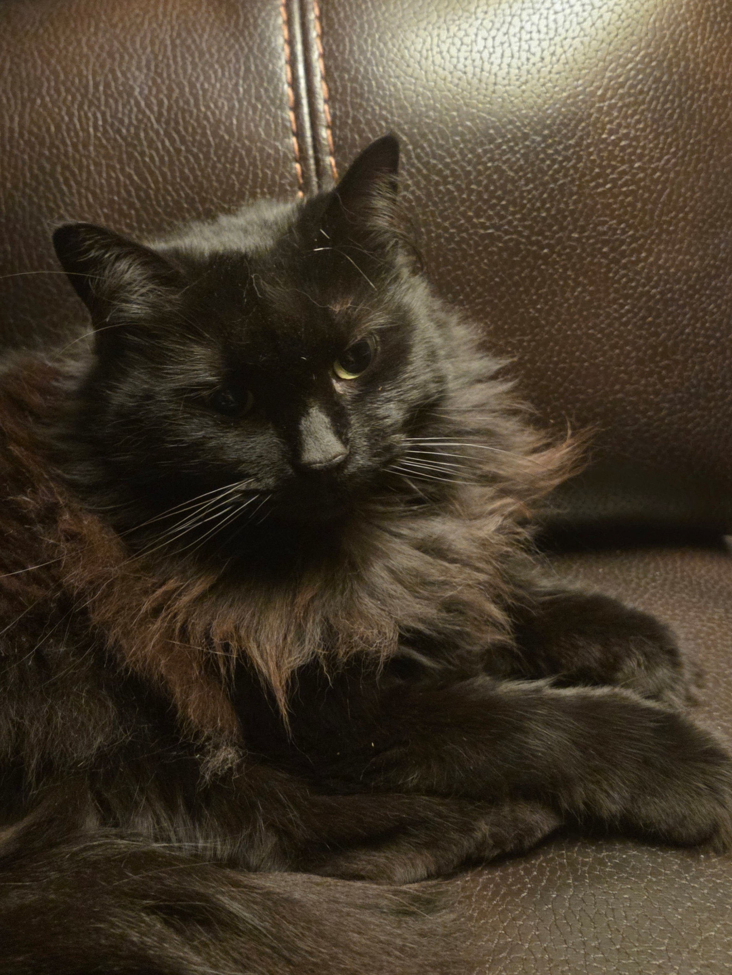 Black cat lying on a brown leather couch